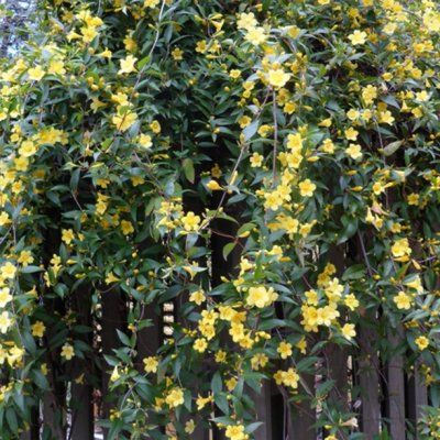 Gelsemium sempervirens / Jasmin de Caroline - Leaderplant