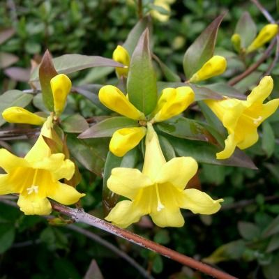 Gelsemium sempervirens / Jasmin de Caroline - Leaderplant