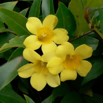 Gelsemium sempervirens / Jasmin de Caroline - Leaderplant