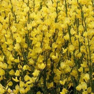 Genêt Allgold jaune d'or - Leaderplant
