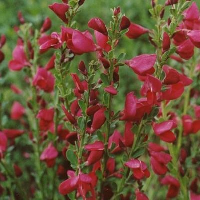 Genêt rouge Boskoop Ruby - Leaderplant