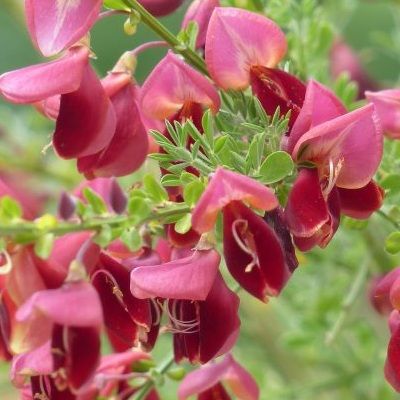 Genêt rouge Boskoop Ruby - Leaderplant