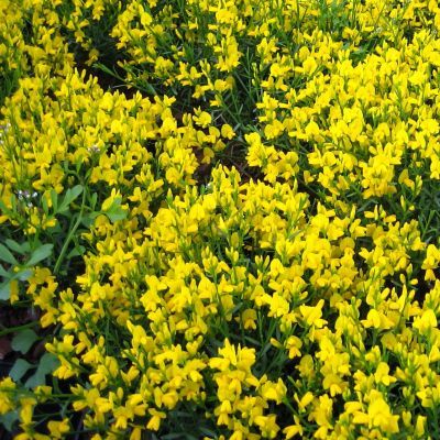 Genêt de Syrie - Leaderplant