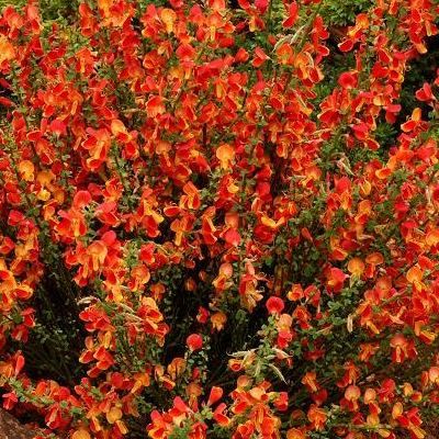 Genêt Lena Orange - Leaderplant