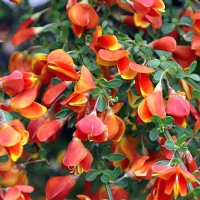 Genêt Lena Orange - Leaderplant