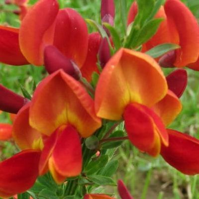 Genêt Lena Orange - Leaderplant