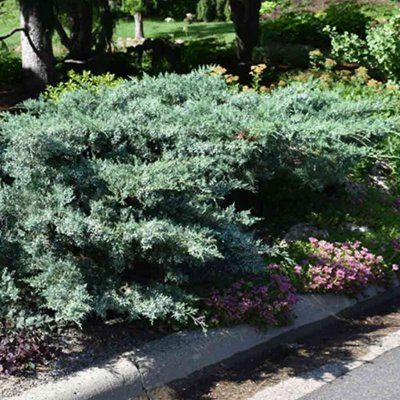 Génévrier bleu de Pfitzer - Leaderplant