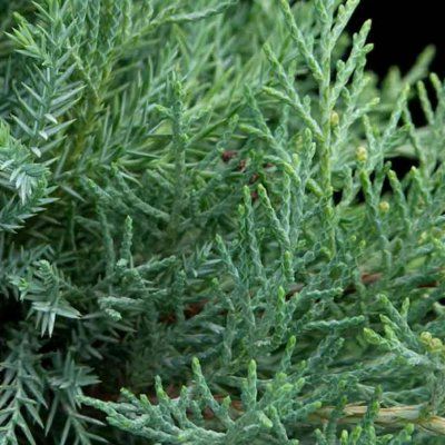 Génévrier bleu de Pfitzer - Leaderplant