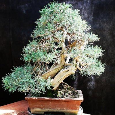 Génévrier bleu de Pfitzer - Leaderplant