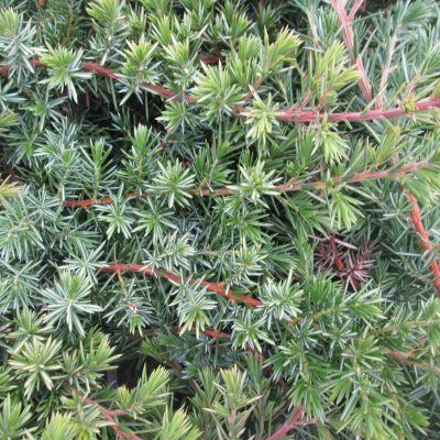 Genévrier Blue Pacific - Leaderplant