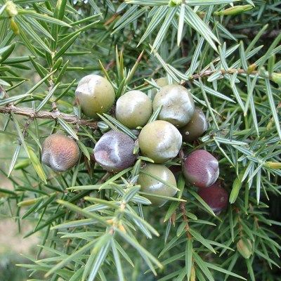 Génévrier cade - Leaderplant