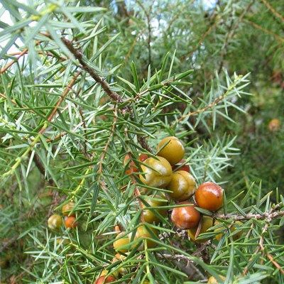 Génévrier cade - Leaderplant