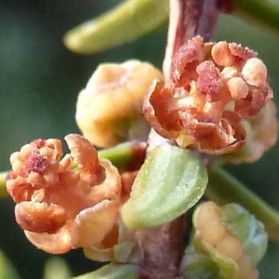 Génévrier cade - Leaderplant