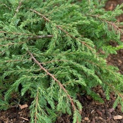 Genévrier commun rampant - Leaderplant