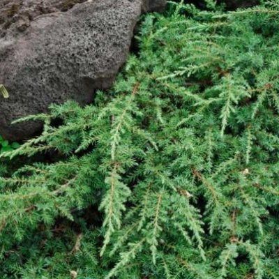 Genévrier commun Green Carpet - Leaderplant