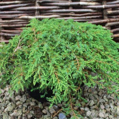 Genévrier commun Green Carpet - Leaderplant