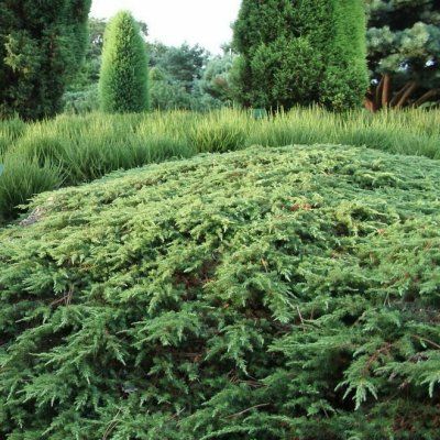 Genévrier commun Green Carpet - Leaderplant