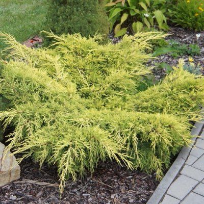 Genévrier rampant Old Gold - Leaderplant