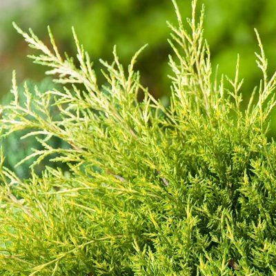 Genévrier rampant Old Gold - Leaderplant