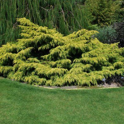 Genévrier rampant Old Gold - Leaderplant