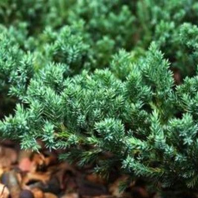 Genévrier Blue Pacific - Leaderplant