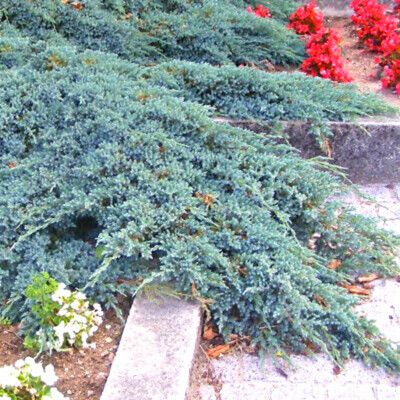 Genévrier Blue Pacific - Leaderplant