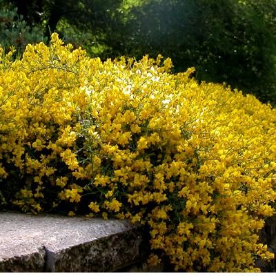 Genêt de Syrie - Leaderplant