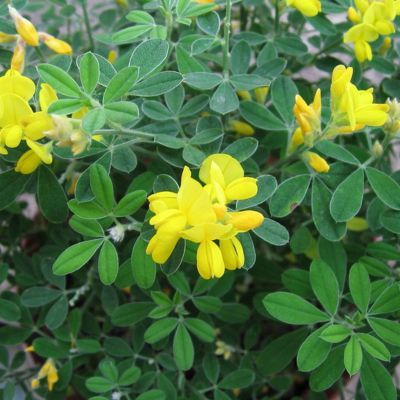 Genêt Porlock  - Leaderplant