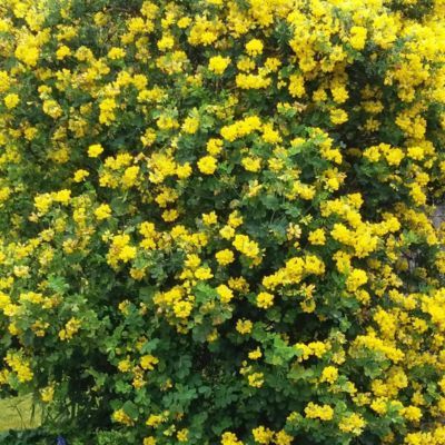 Genêt Porlock  - Leaderplant