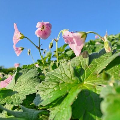 Géranium  vivace Dreamland ® - Leaderplant