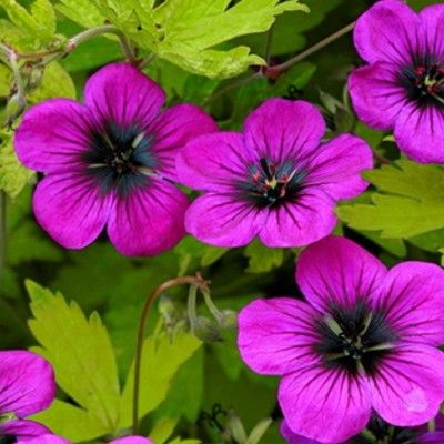 Géranium Ann Folkard - Leaderplant