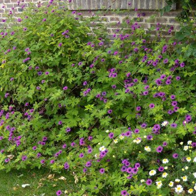 Géranium Ann Folkard - Leaderplant