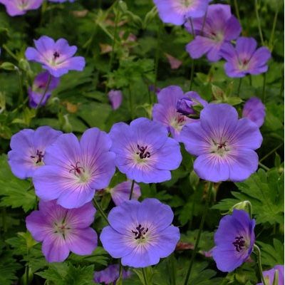 Géranium Azure Rush ® - Leaderplant