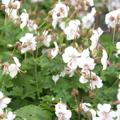 Géranium vivace Biokovo en mini-motte - Leaderplant