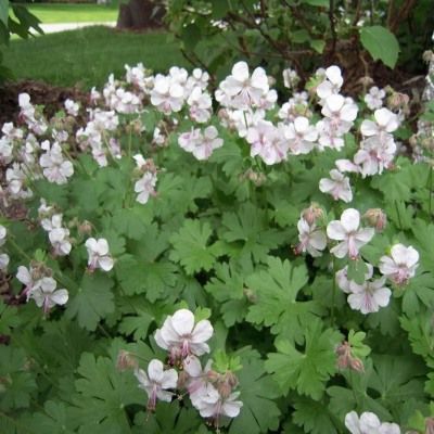 Géranium vivace Biokovo - Leaderplant