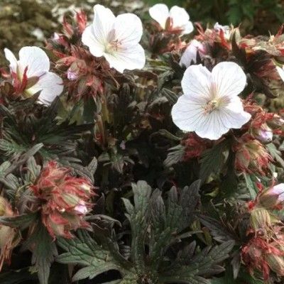 Géranium  vivace Black'n White Army ® - Leaderplant