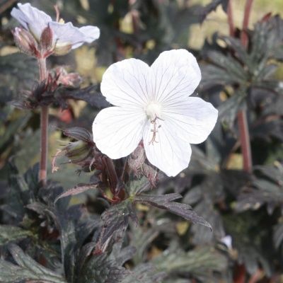 Géranium  vivace Black'n White Army ® - Leaderplant