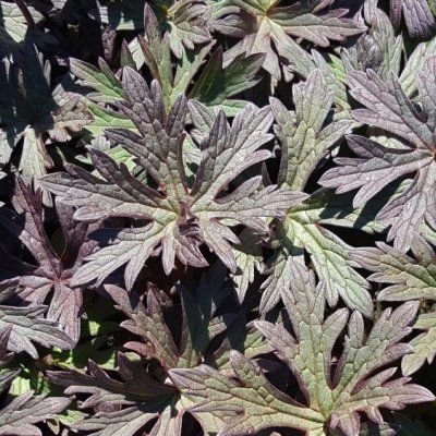 Géranium  vivace Black'n White Army ® - Leaderplant