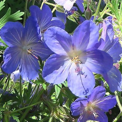 Géranium Johnson's Blue - Leaderplant
