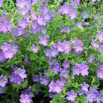 Géranium Johnson's Blue - Leaderplant