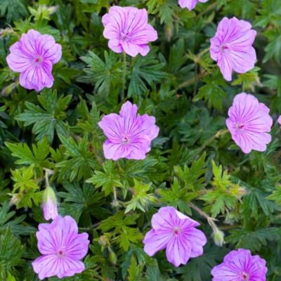 Géranium Blushing Turtle ® - Leaderplant