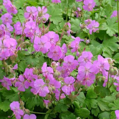 Géranium de Cambridge en mini-motte - Leaderplant