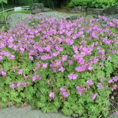 Géranium de Cambridge  - Leaderplant