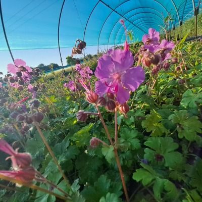 Géranium rose vif Karmina - Leaderplant