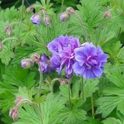 Géranium vivace double violet Plenum - Leaderplant