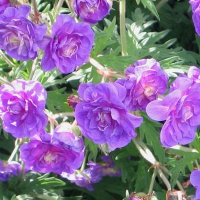 Géranium vivace double violet Plenum - Leaderplant