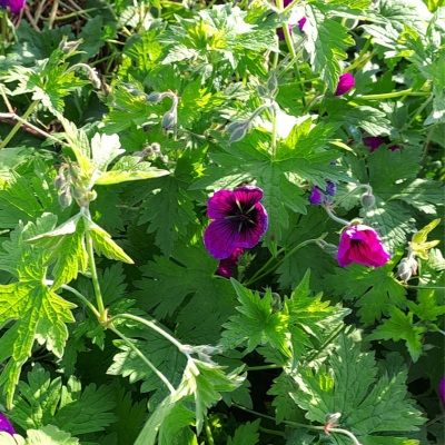 Géranium Dragon Heart ® - Leaderplant