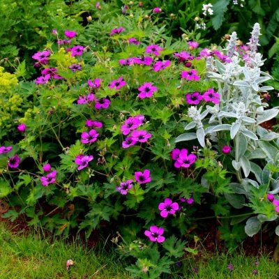 Géranium Dragon Heart ® - Leaderplant