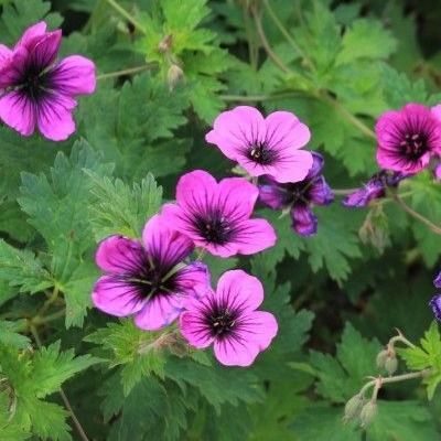 Géranium Dragon Heart ® - Leaderplant