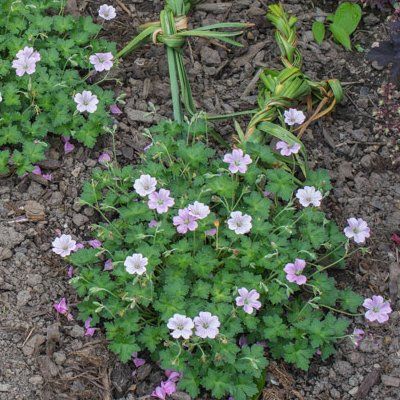 Géranium  vivace Dreamland ® - Leaderplant